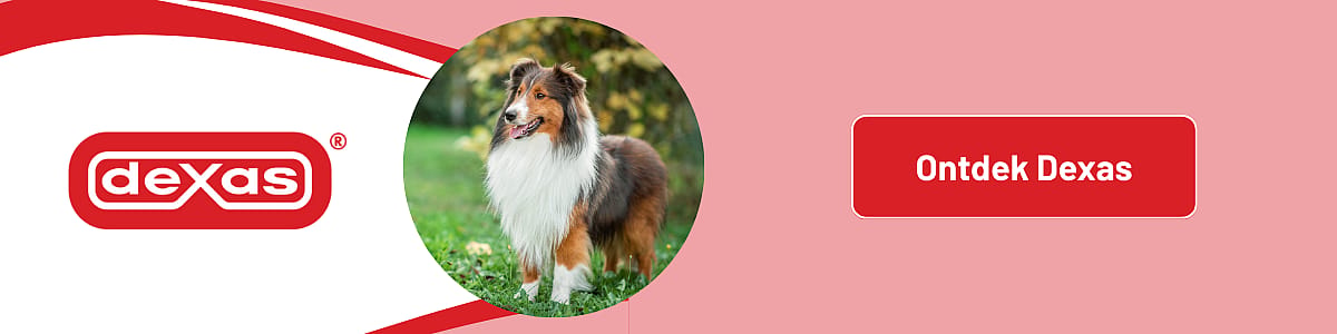 Hond, Collie, Zoogdier, Huisdier, Hond, Collie, Zoogdier, Huisdier